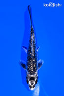 4.75" GINRIN GINGA