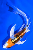 5.25" DOITSU KUJAKU BUTTERFLY