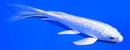 5.5" GINRIN PLATINUM OGON BUTTERFLY