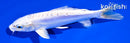 5.5" PLATINUM OGON