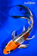 9.25" KUJAKU BUTTERFLY
