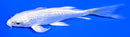 5.5" GINRIN PLATINUM OGON BUTTERFLY
