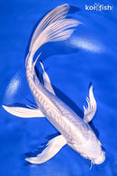10.5" DOITSU PLATINUM OGON BUTTERFLY