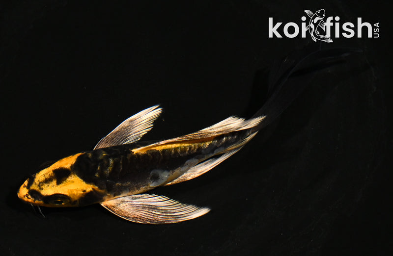 5" KIN KIKOKURYU BUTTERFLY