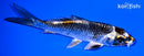 4.75" BENI GINGA