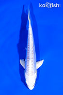 5.5" PLATINUM OGON
