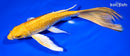 9" GINRIN YAMABUKI OGON BUTTERFLY