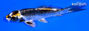 4.75" BENI GINGA