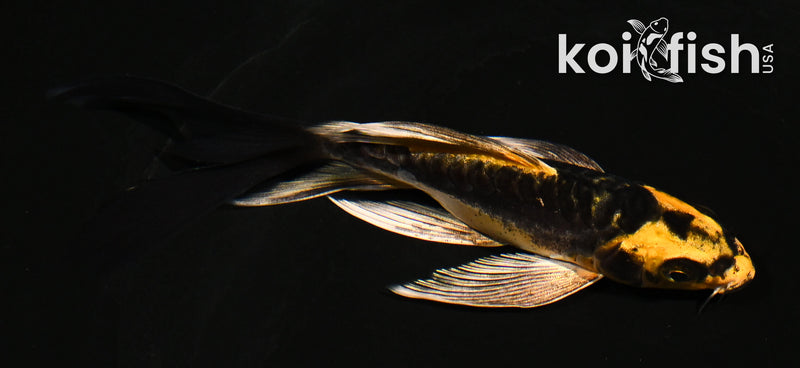 5" KIN KIKOKURYU BUTTERFLY