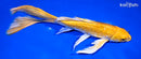 9" GINRIN YAMABUKI OGON BUTTERFLY