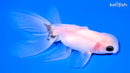 5" ORANDA GOLDFISH