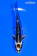 4.75" BENI GINGA