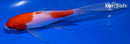 7.25" KOHAKU BUTTERFLY