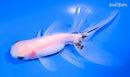 5" ORANDA GOLDFISH
