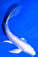 5.5" GINRIN PLATINUM OGON BUTTERFLY