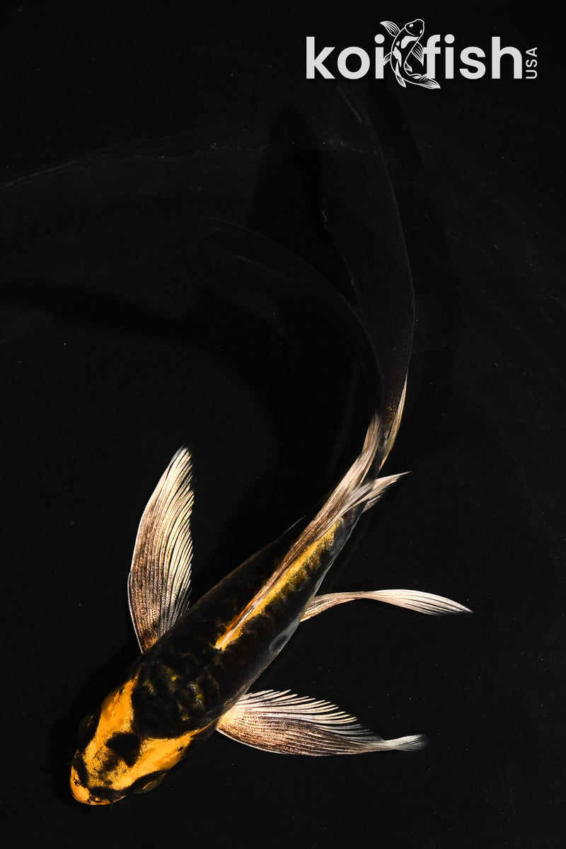 5" KIN KIKOKURYU BUTTERFLY
