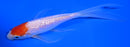 5.5" GINRIN KOHAKU BUTTERFLY