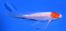 5.5" GINRIN KOHAKU BUTTERFLY