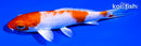 5.75" HARIWAKE