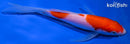 7.25" KOHAKU BUTTERFLY