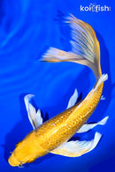9" GINRIN YAMABUKI OGON BUTTERFLY