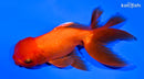 5.5" ORANDA GOLDFISH