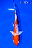 5.75" HARIWAKE
