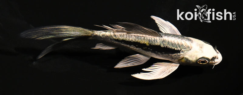5" ARAGOKE KIN KIKOKURYU BUTTERFLY