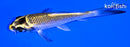 4.5" KUJAKU