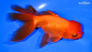 5.5" ORANDA GOLDFISH