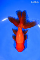 5.5" ORANDA GOLDFISH