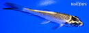 4.5" KUJAKU