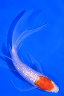 5.5" GINRIN KOHAKU BUTTERFLY