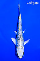 5.5"GINRIN DOITSU KUJAKU