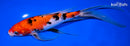 9" SANKE BUTTERFLY