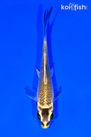 4.5" KUJAKU