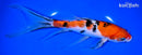 9" SANKE BUTTERFLY