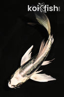 5" ARAGOKE KIN KIKOKURYU BUTTERFLY