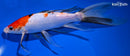 10.5" SANKE BUTTERFLY