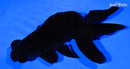 5" TELESCOPE FANTAIL GOLDFISH