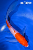 7.25" KOHAKU BUTTERFLY