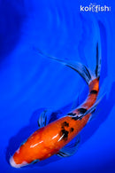 9" SANKE BUTTERFLY