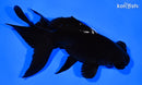 5" TELESCOPE FANTAIL GOLDFISH