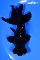 5" TELESCOPE FANTAIL GOLDFISH