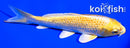 6.5" GINRIN YAMABUKI OGON