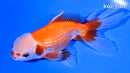 4.75" ORANDA GOLDFISH