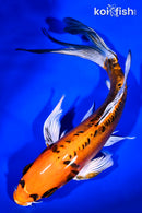 9.5" BENI KIKOKURYU BUTTERFLY