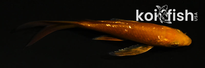 4.5" GINRIN CHAGOI BUTTERFLY