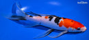 10.5" SANKE BUTTERFLY