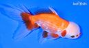 4.75" ORANDA GOLDFISH